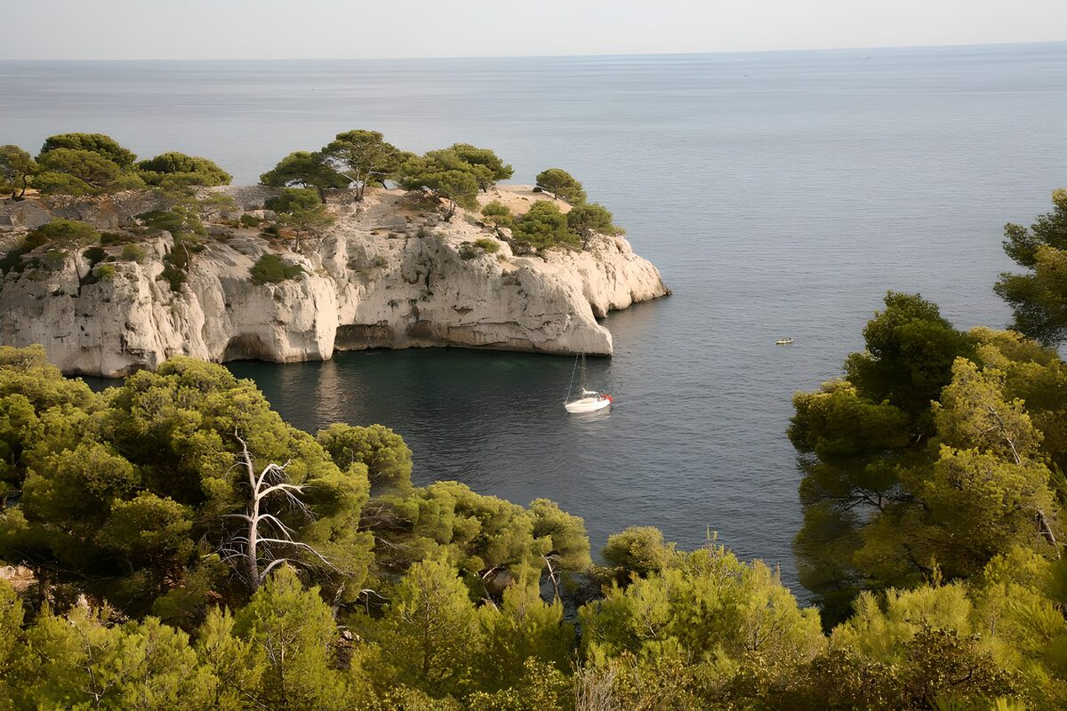 Sailboat in a pine-framed cove