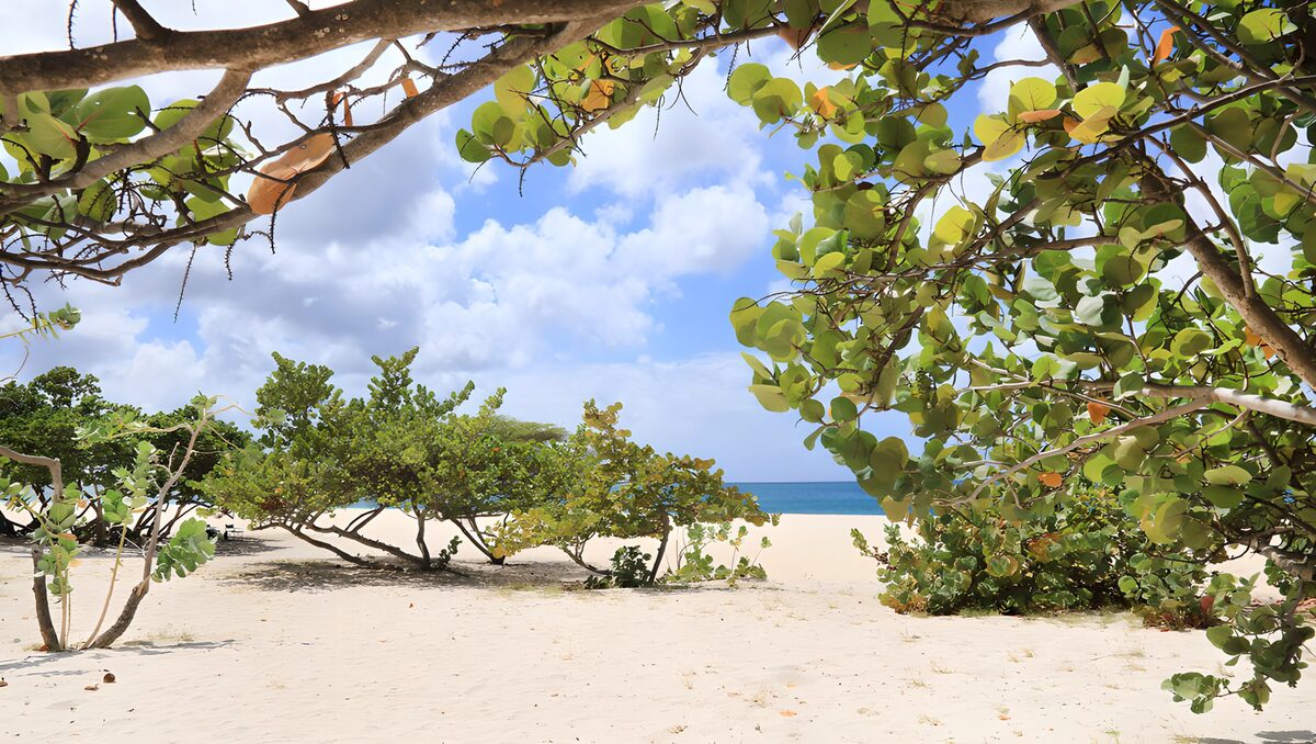 Sunlit beach beneath coastal trees