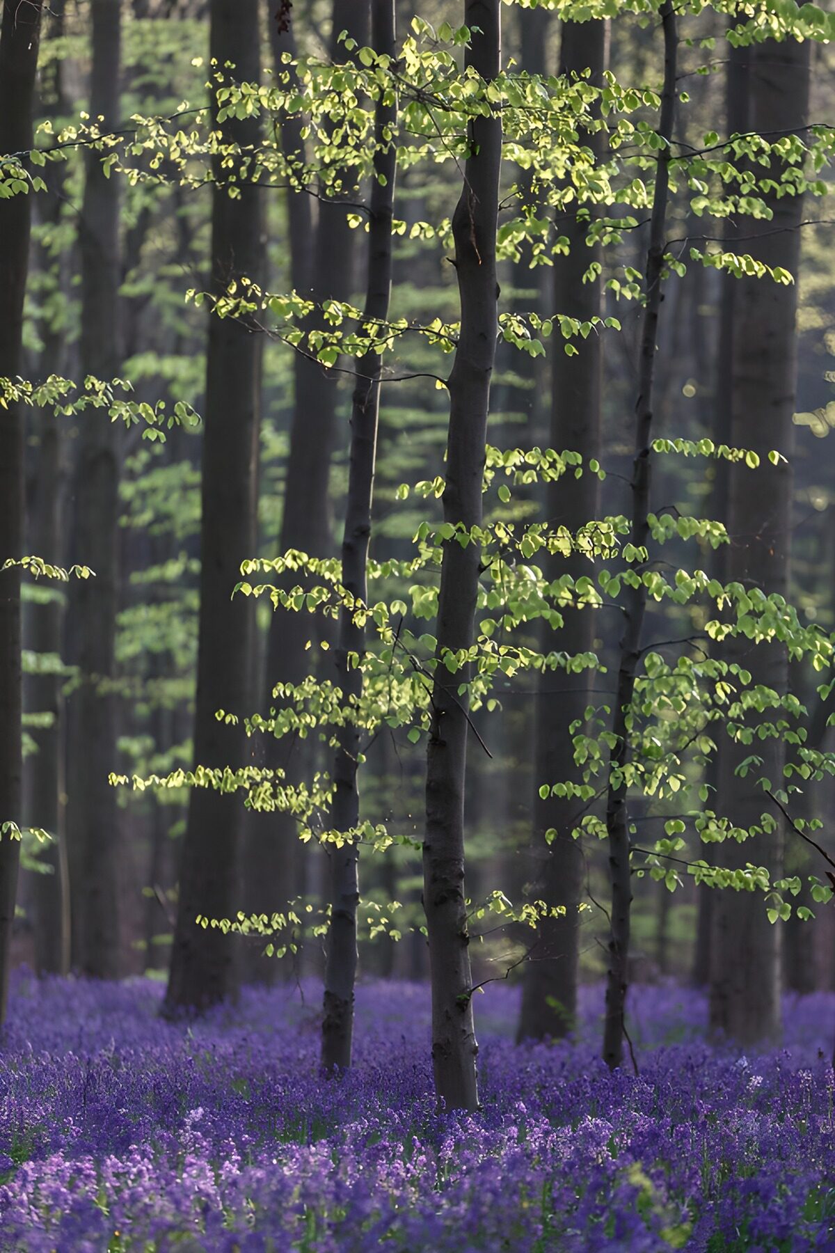 Purple flowers in sunlit spring woodland