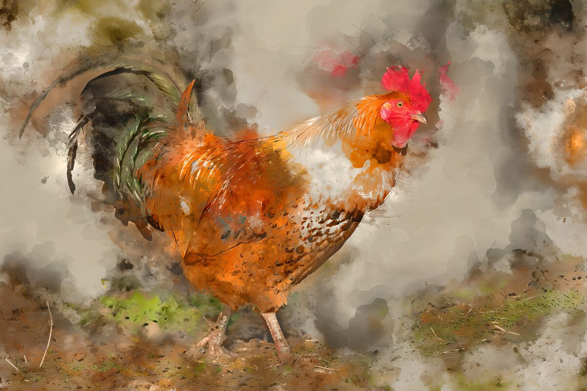 Rust-coloured cockerel in watercolour