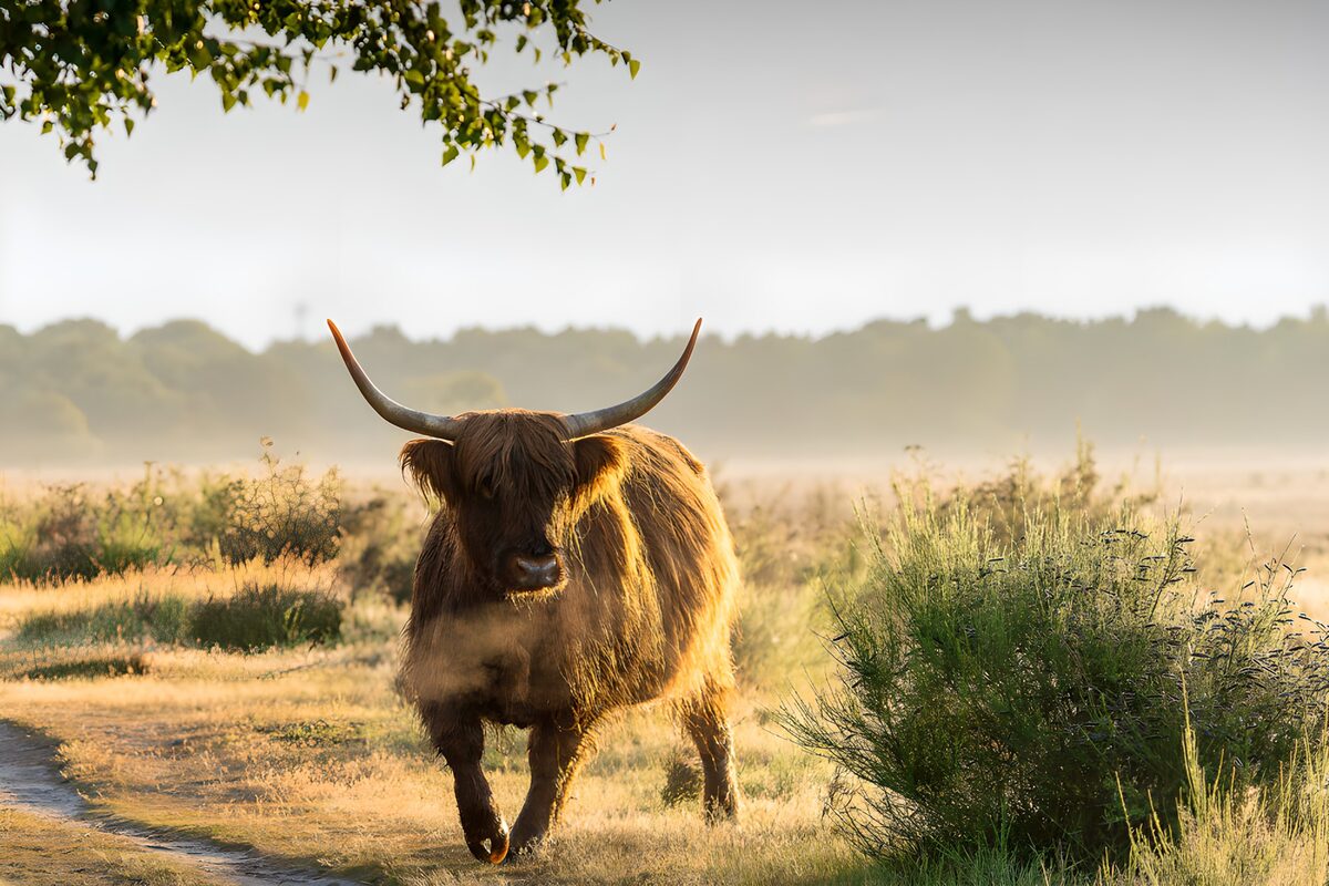 Highland cow in golden morning light
