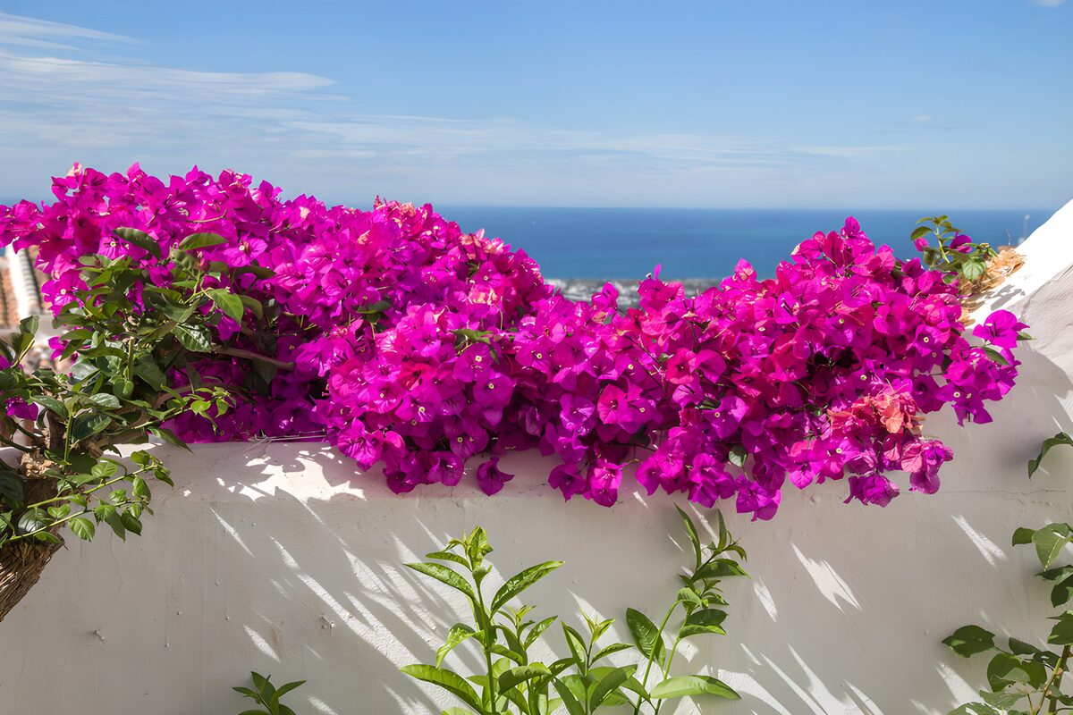 Bougainvillea, white wall and blue sea
