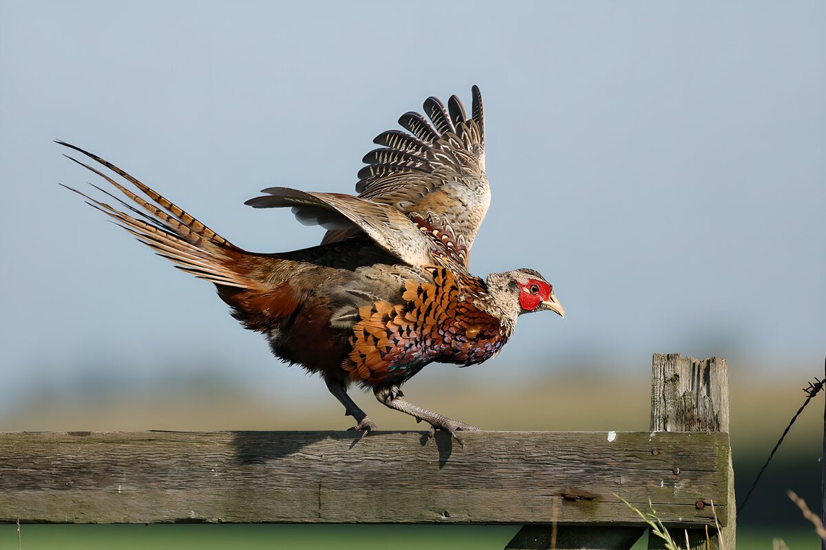 Pheasant landing on a weathered fence