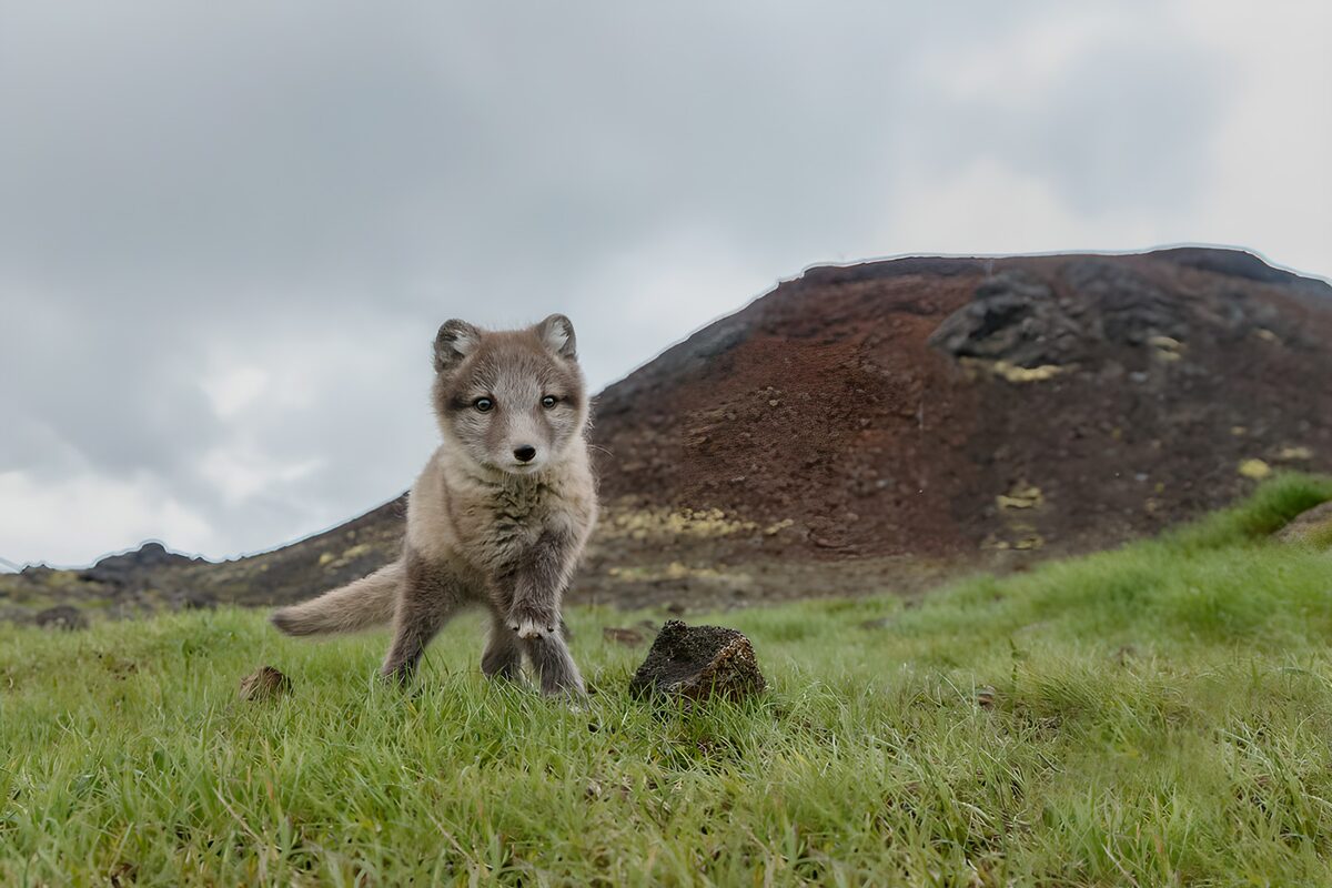 Curious fox cub in green grass