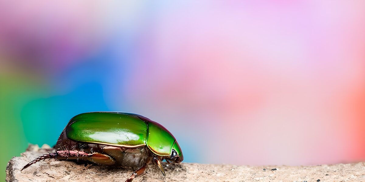 Glossy green beetle on pale wood
