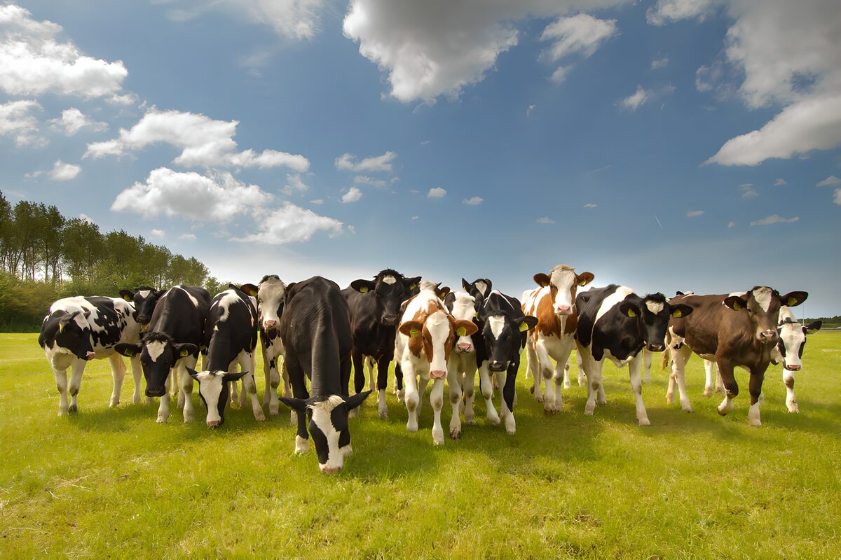 Cows grazing in a sunlit meadow