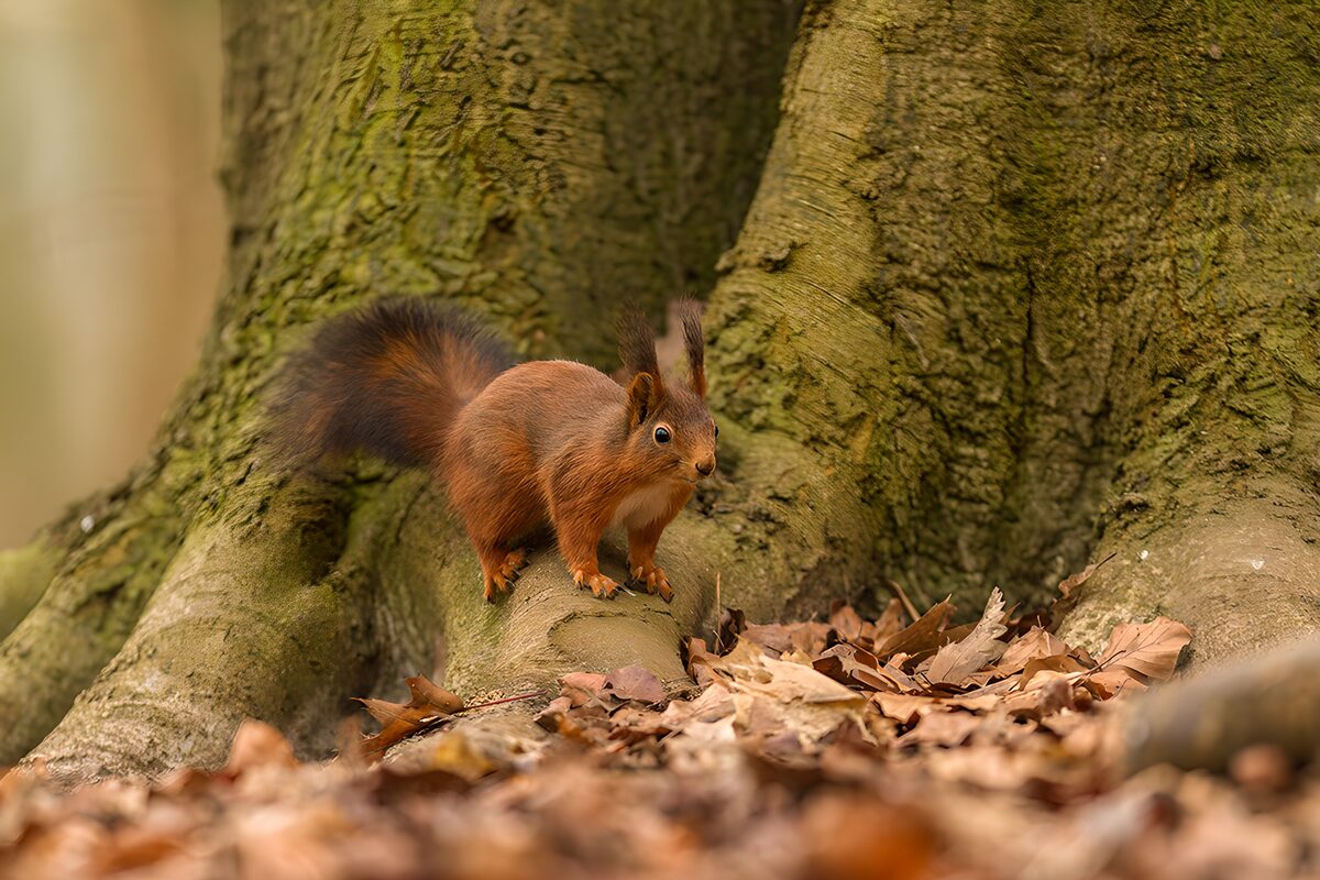 Red squirrel on autumn roots