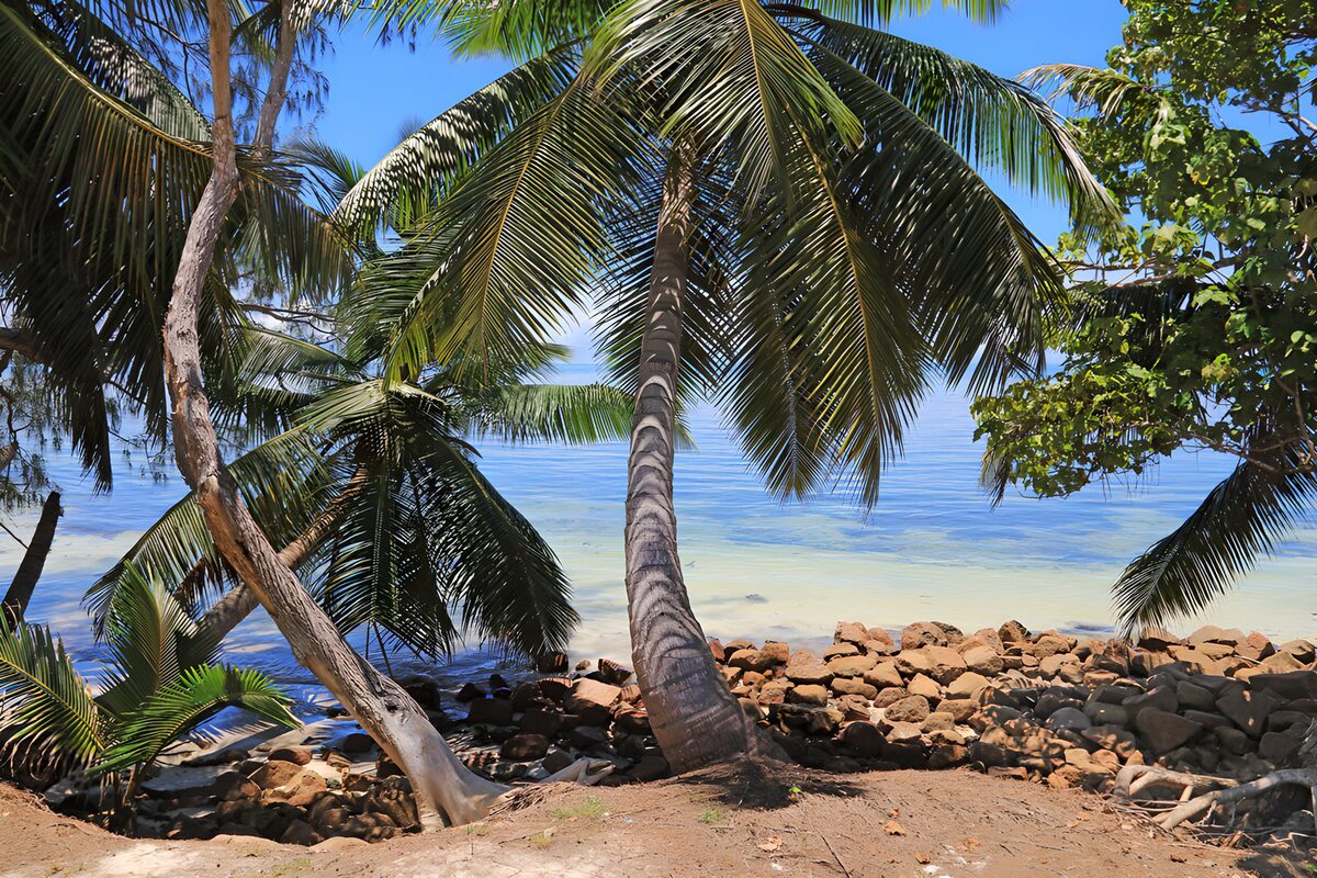 Palms above a sunlit tropical shore