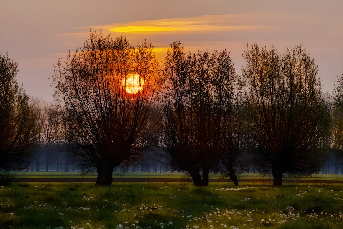 Pollarded trees in the golden light