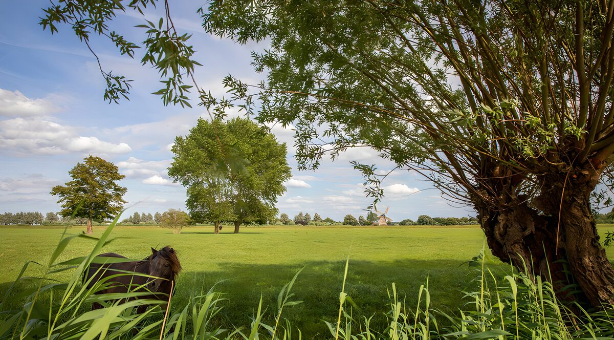 Pony beneath a willow in summer