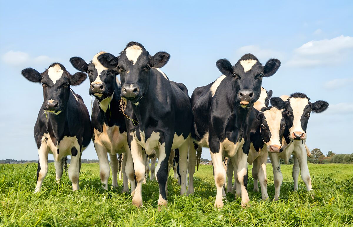Six black-and-white cows in sunlit grass