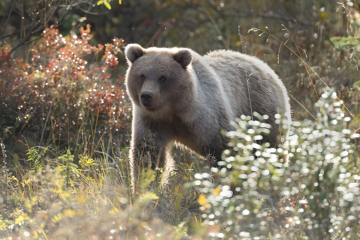 Brown bear in sunlit autumn undergrowth