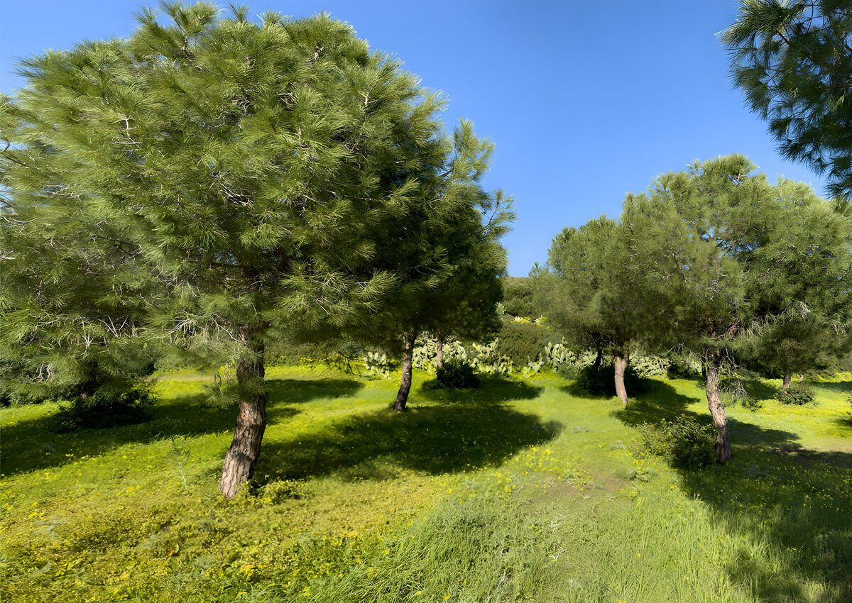 Sunlit pines on a shady grassy slope
