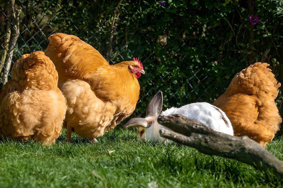 Three hens and a rabbit in the sunshine