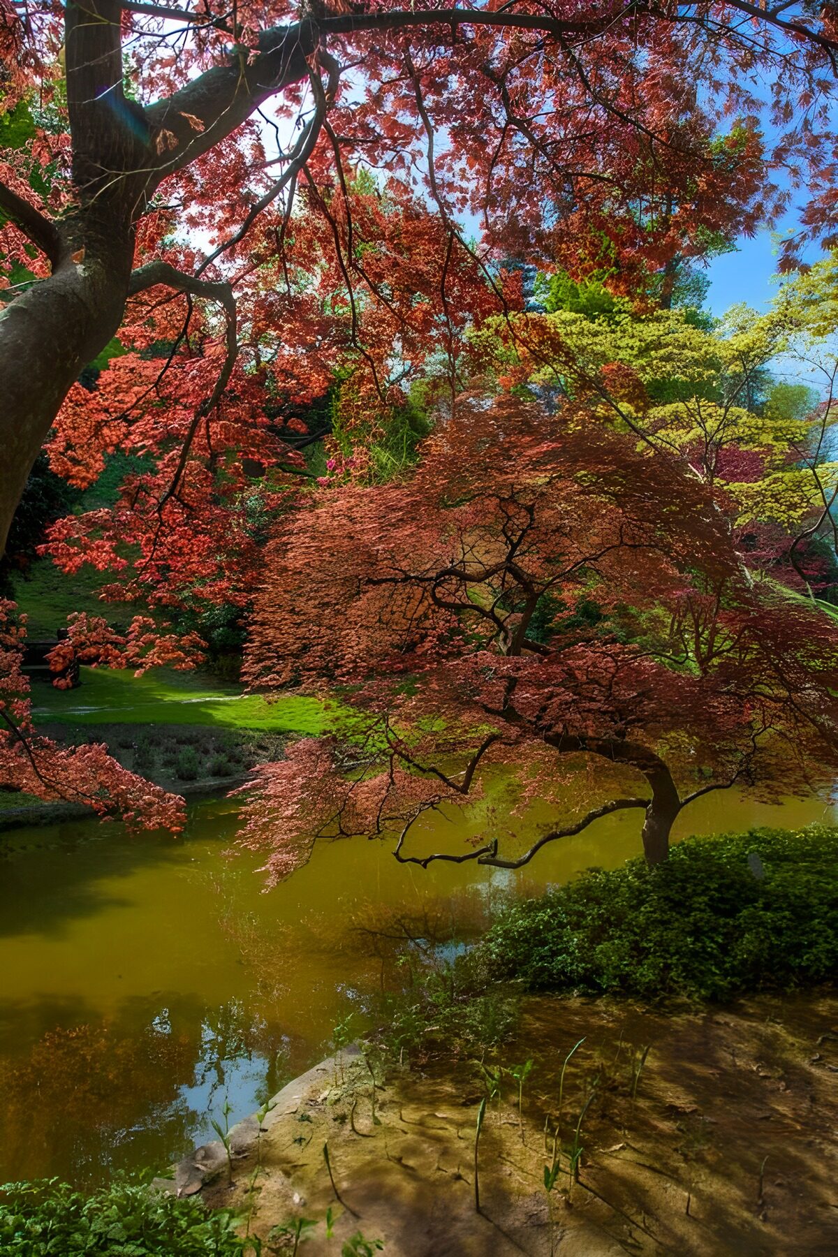 Autumn maples over a quiet pond