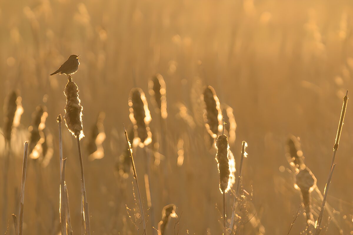 Bird on a bulrush in golden light