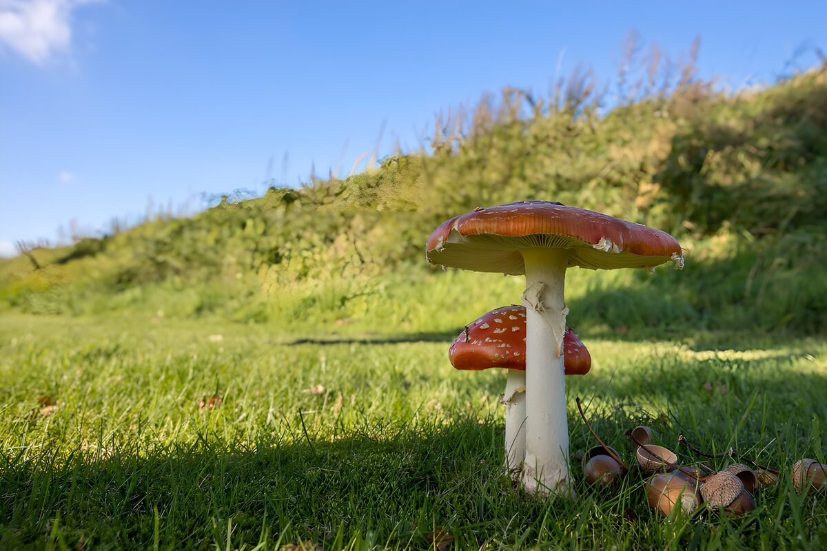 Two fly agarics in sunlit grass