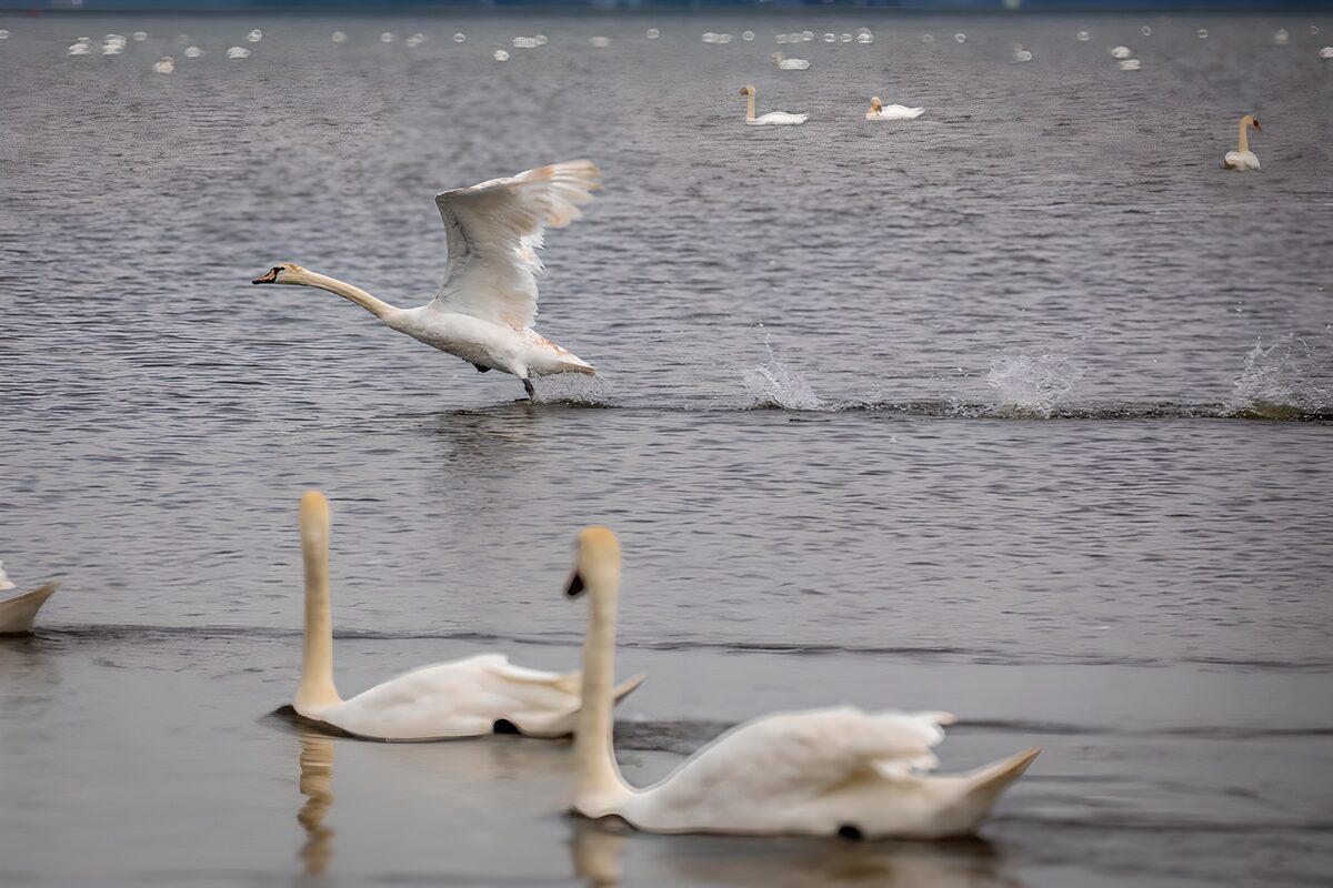 Swan skimming across grey water