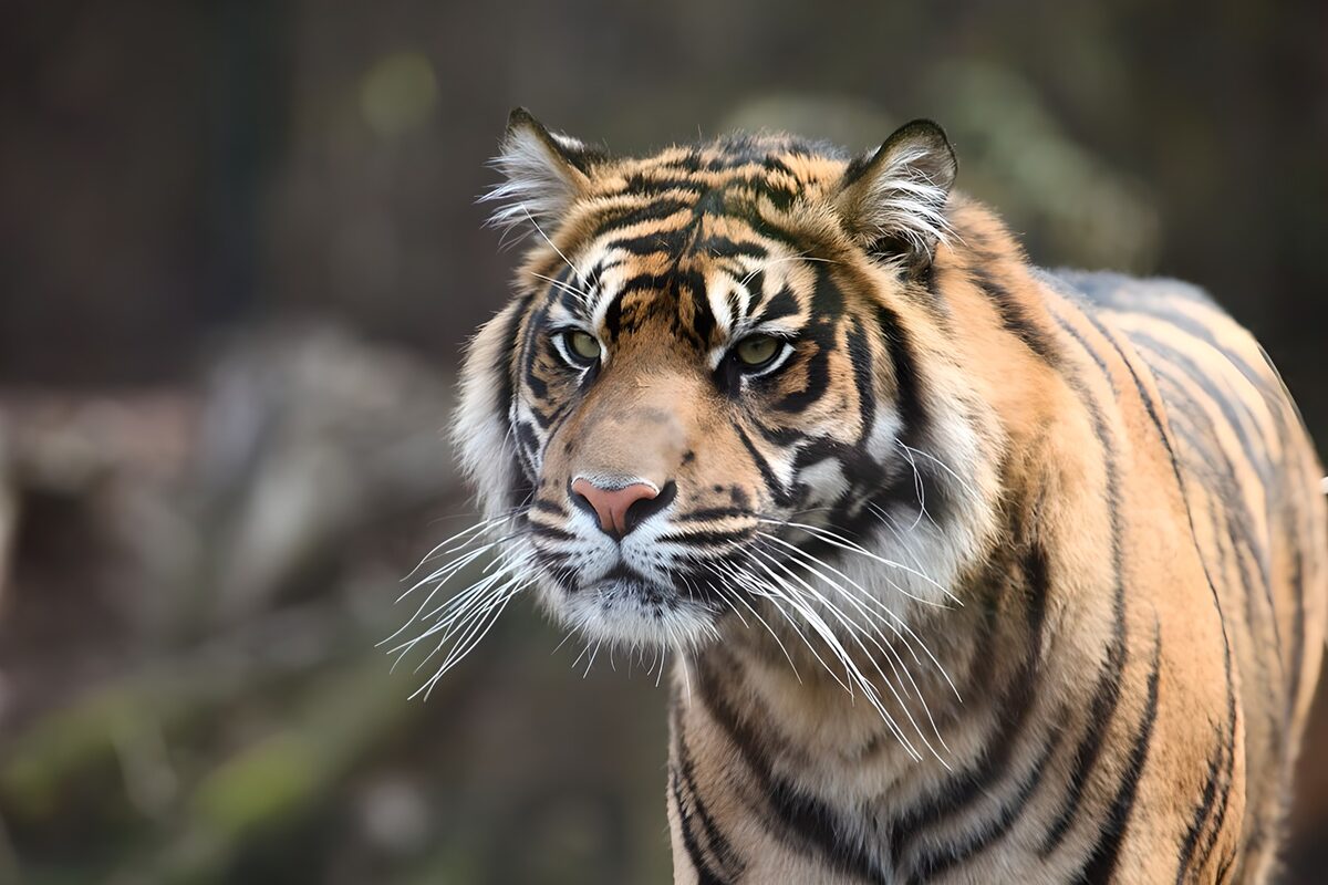Tiger portrait with a watchful gaze