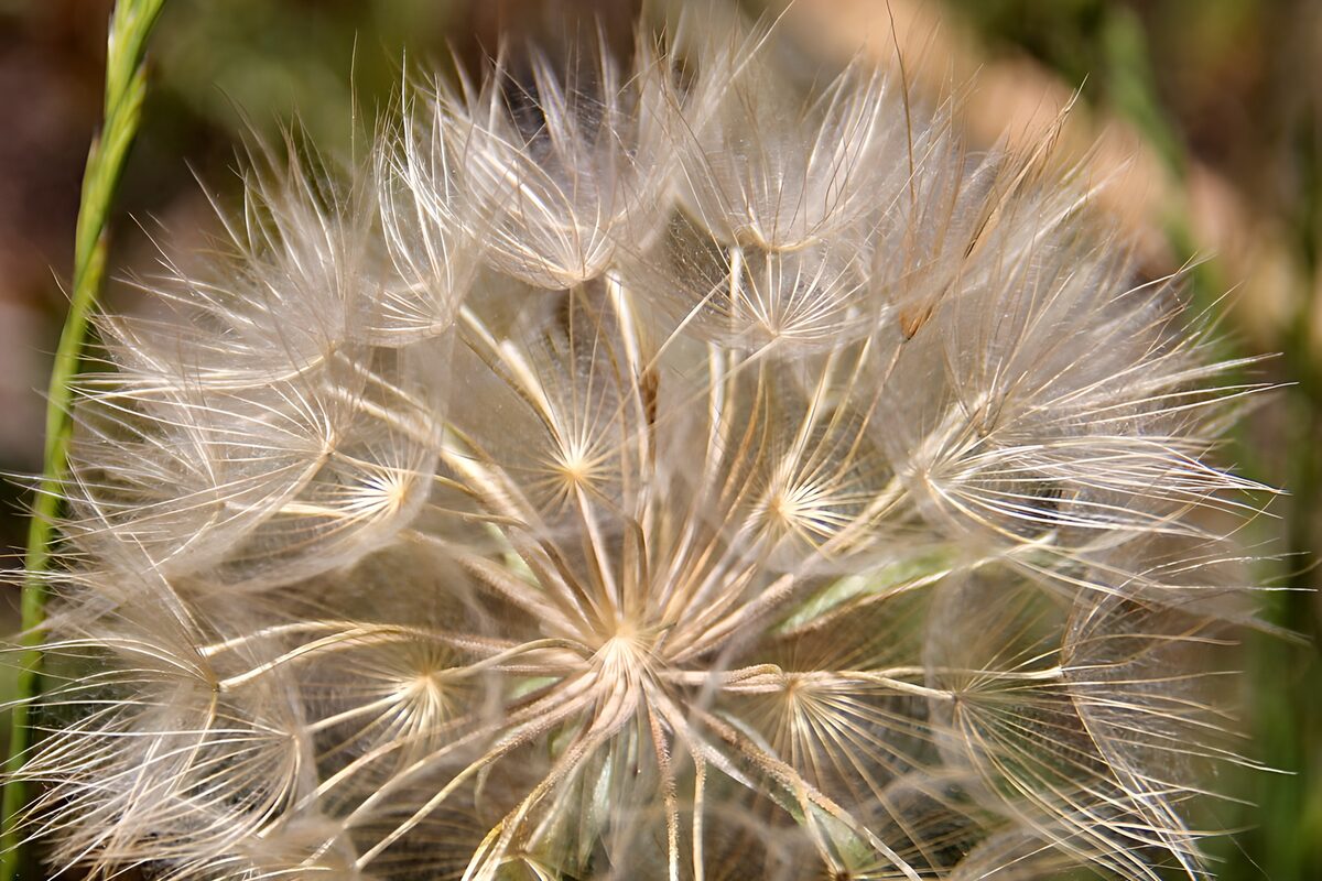 Sunlit seed head in soft beige