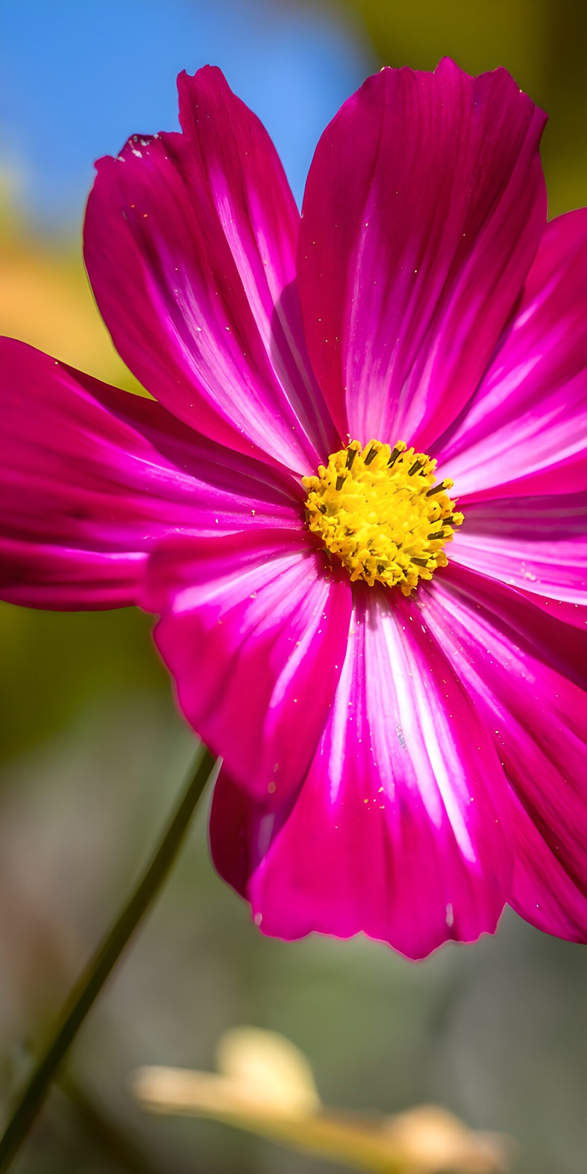 Sunlit magenta cosmos in close-up