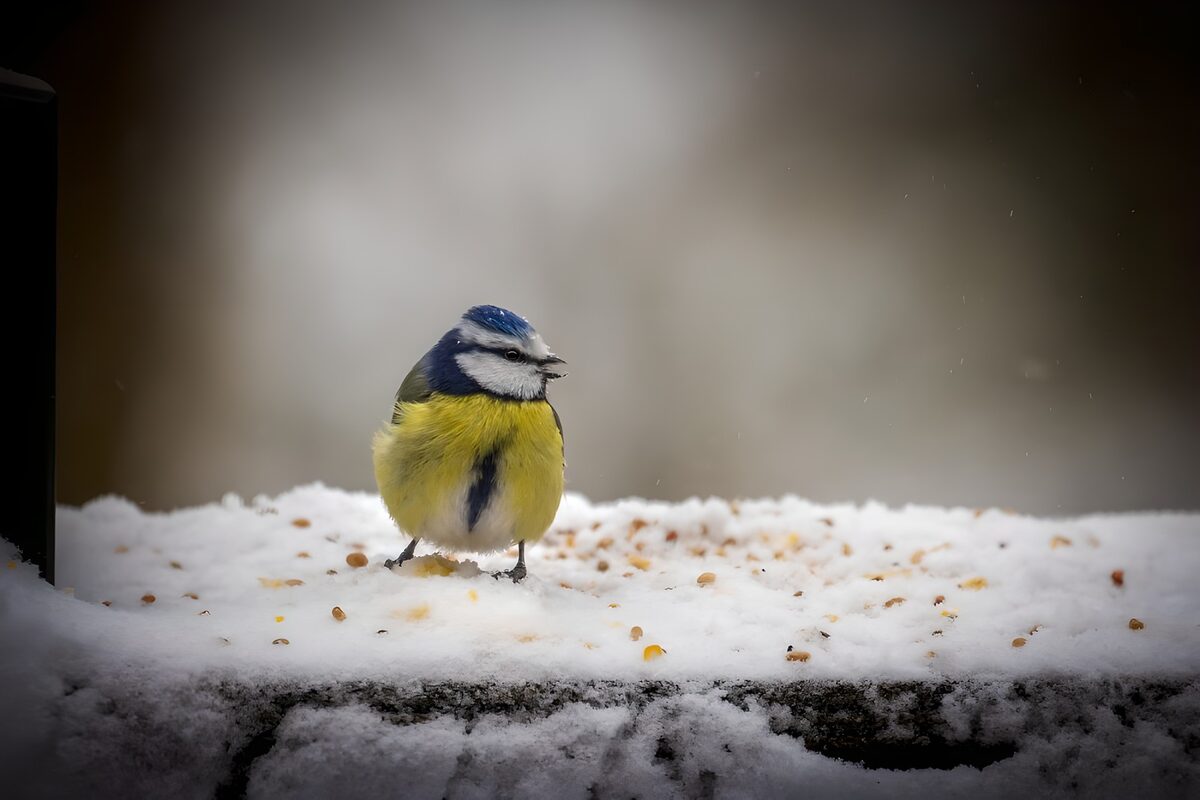 Blue tit on a snow-covered feeding ledge