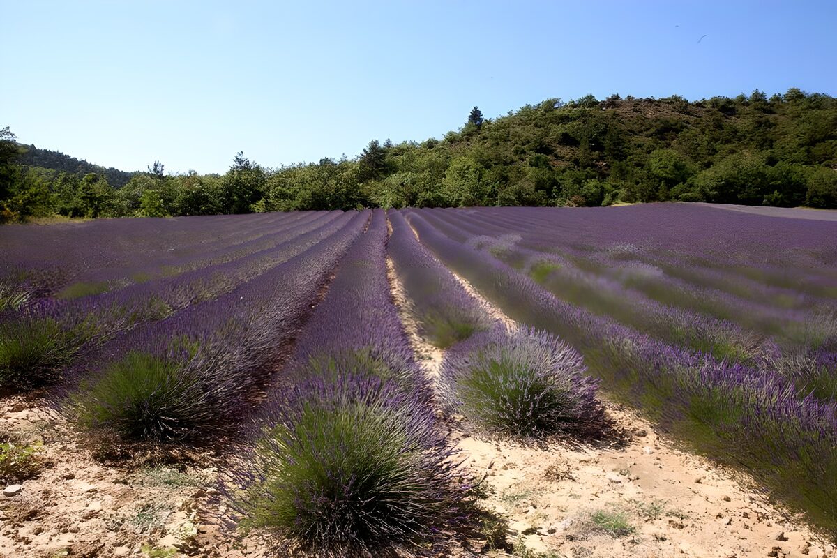 Lavender rows in summer sunshine
