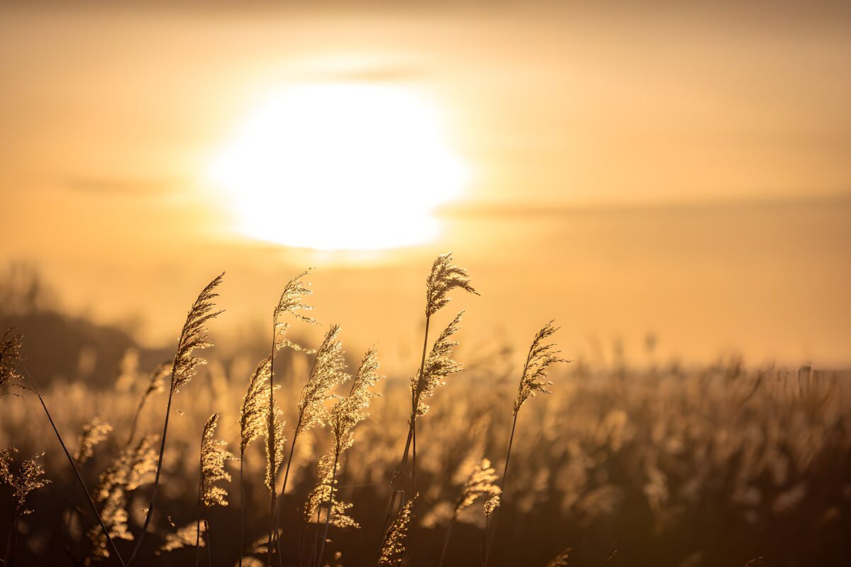 Backlit grasses in warm golden light