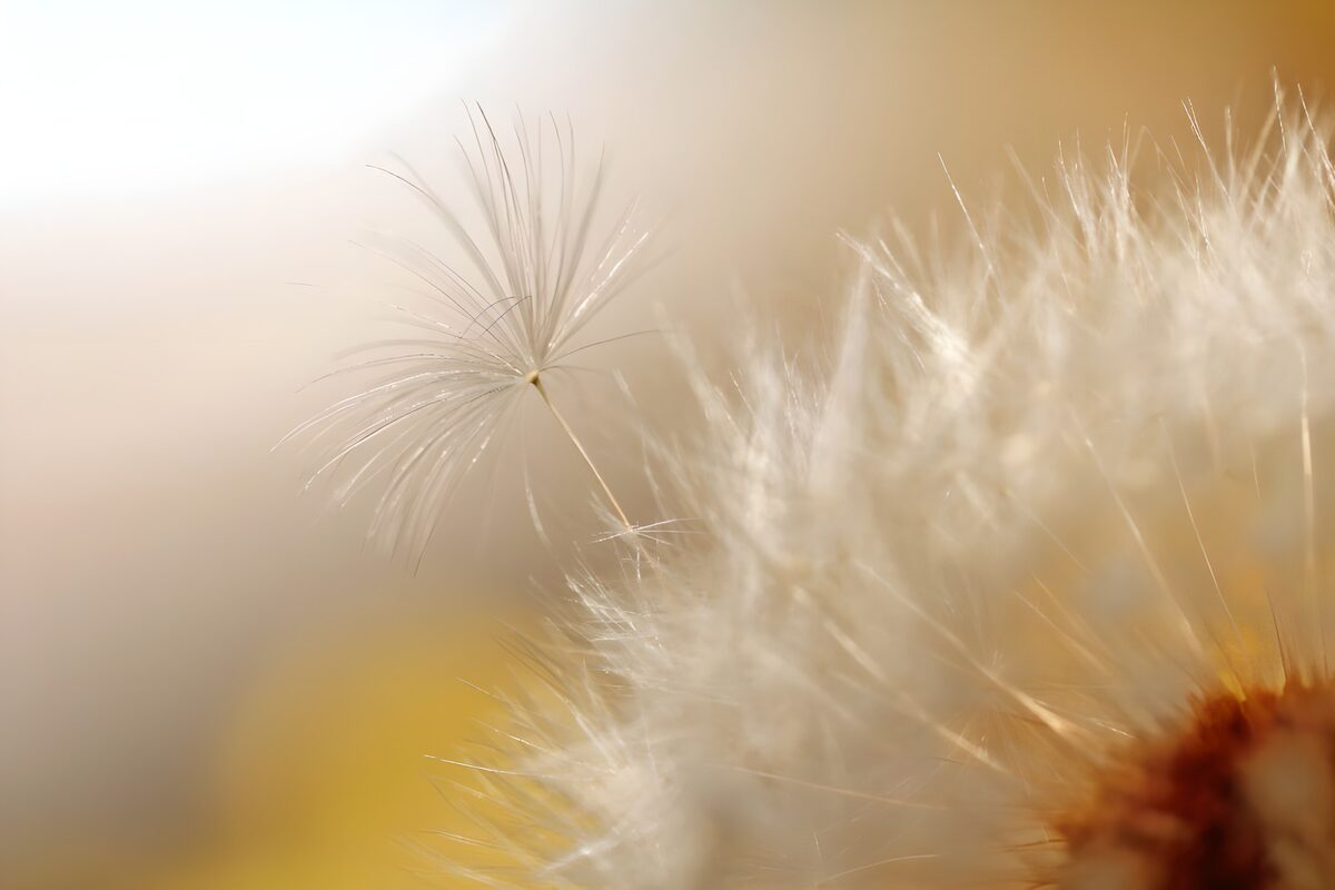 White seed fluff in soft golden light