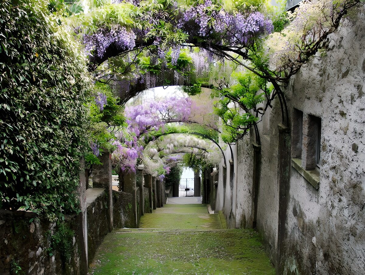 Wisteria arches over quiet stone steps
