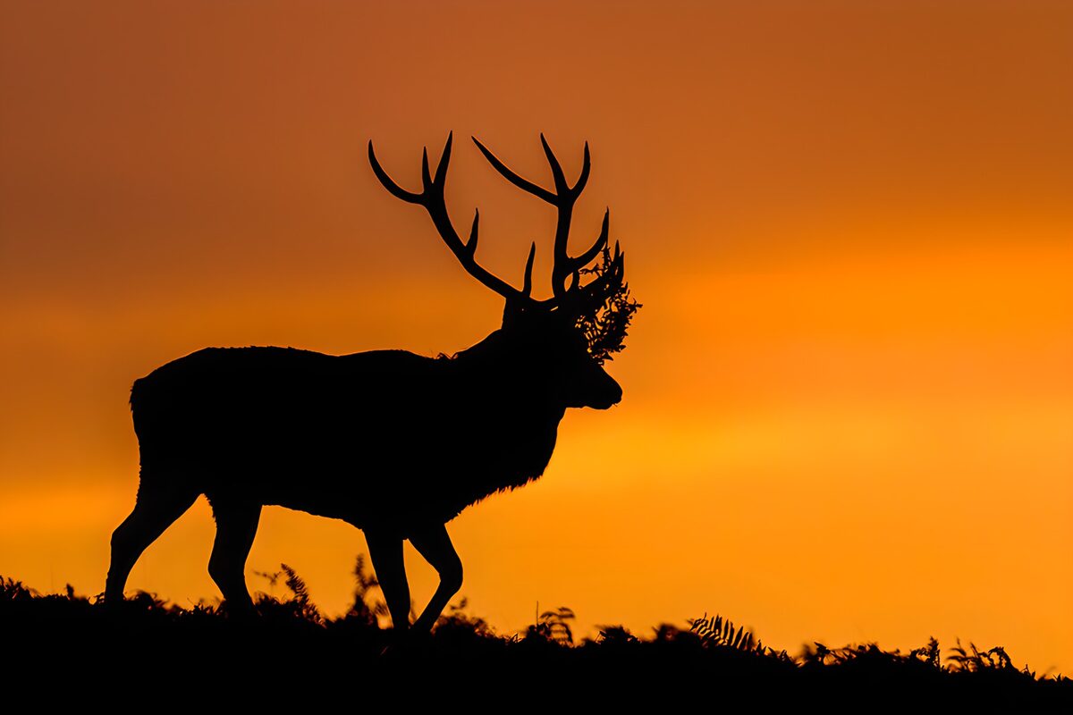 A stag drawn in the last light