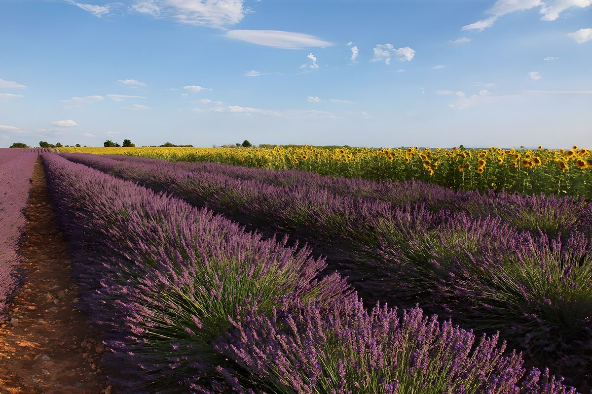 Lavender and sunflowers in summer