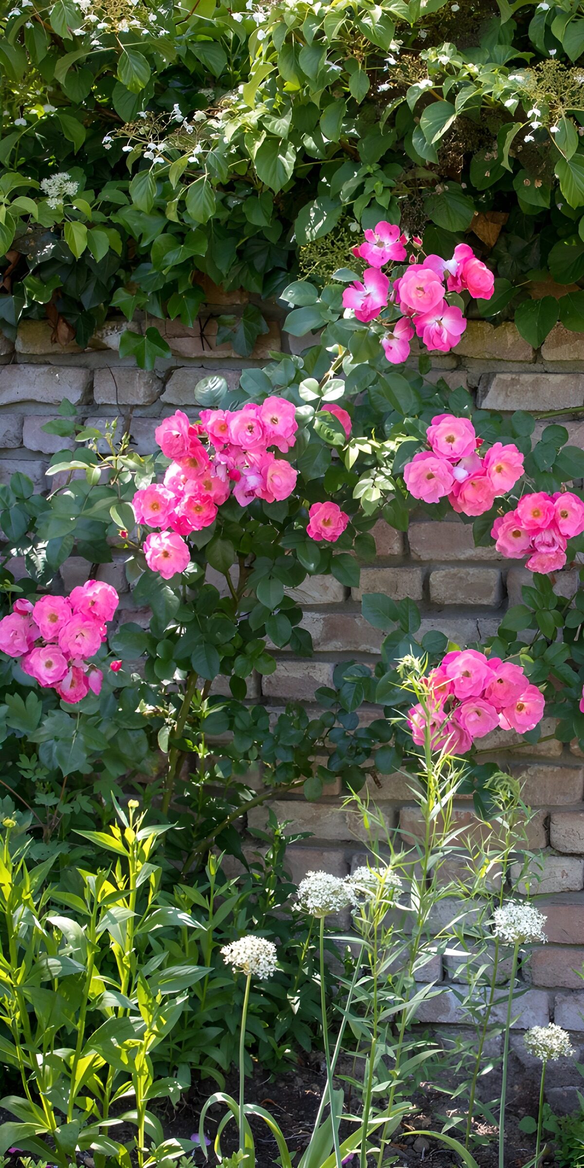 Sunlit pink roses against a stone wall