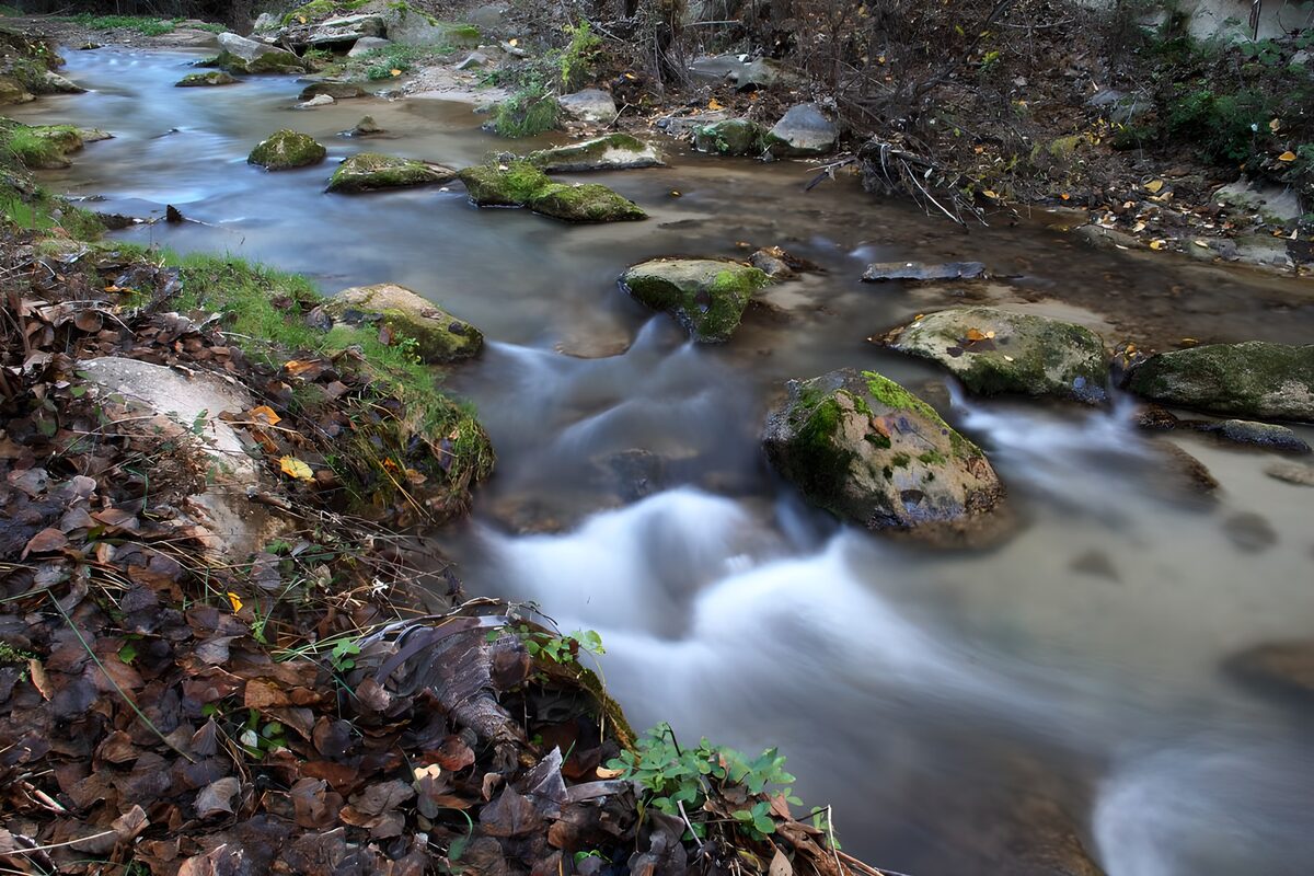 Woodland stream and moss-covered rocks