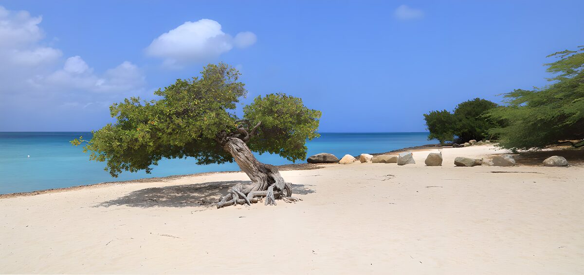Leaning tree on a quiet turquoise beach