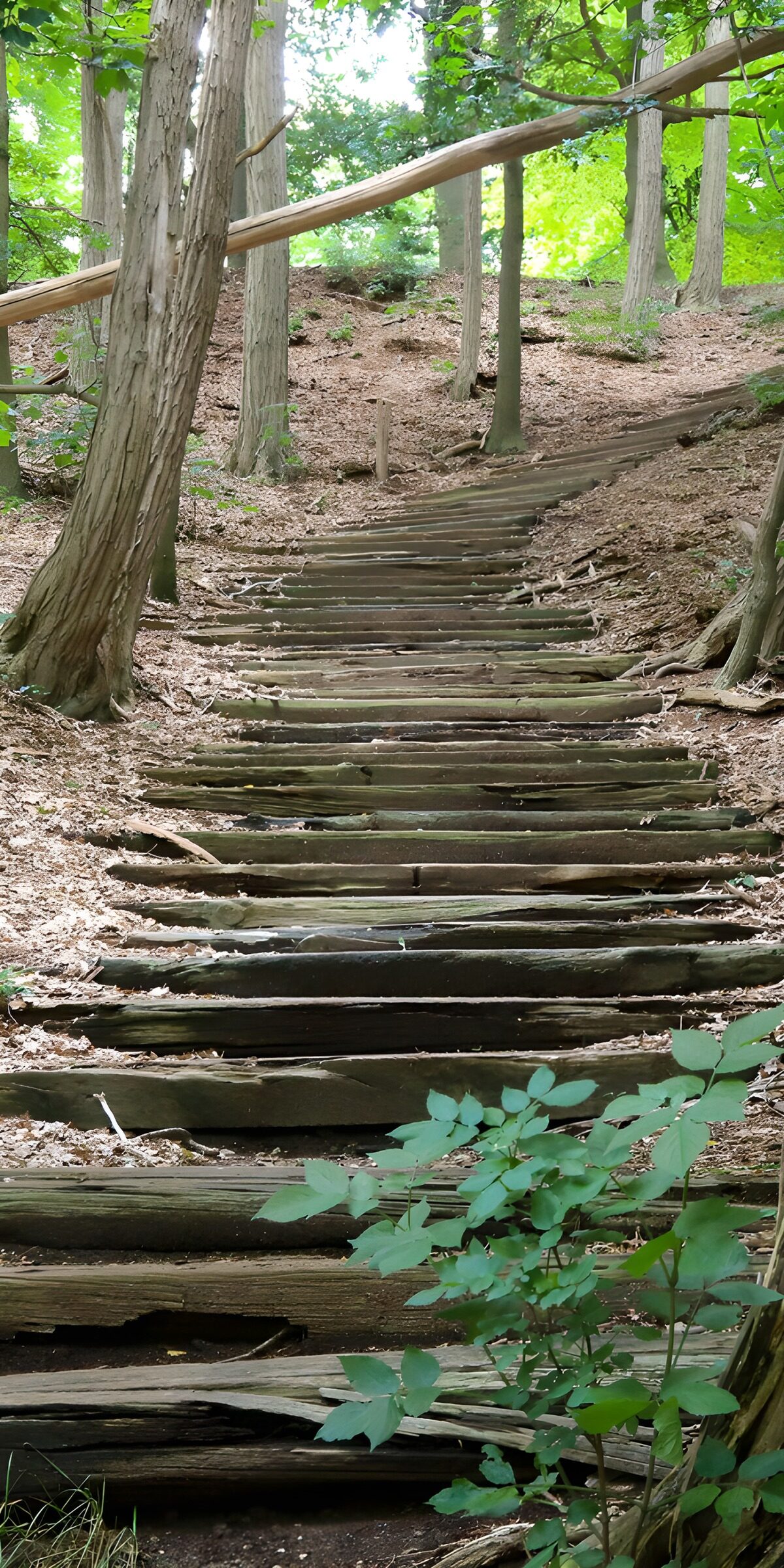 Weathered wooden steps through green woods