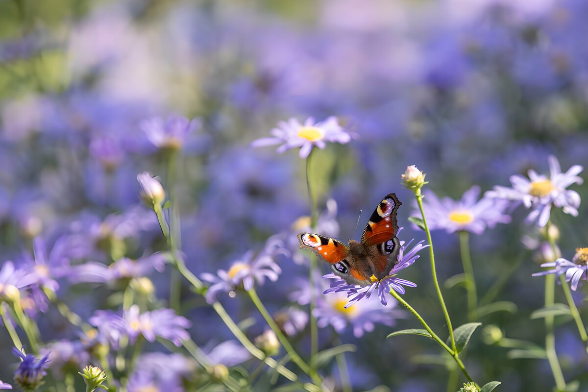 Among the asters, a peacock butterfly