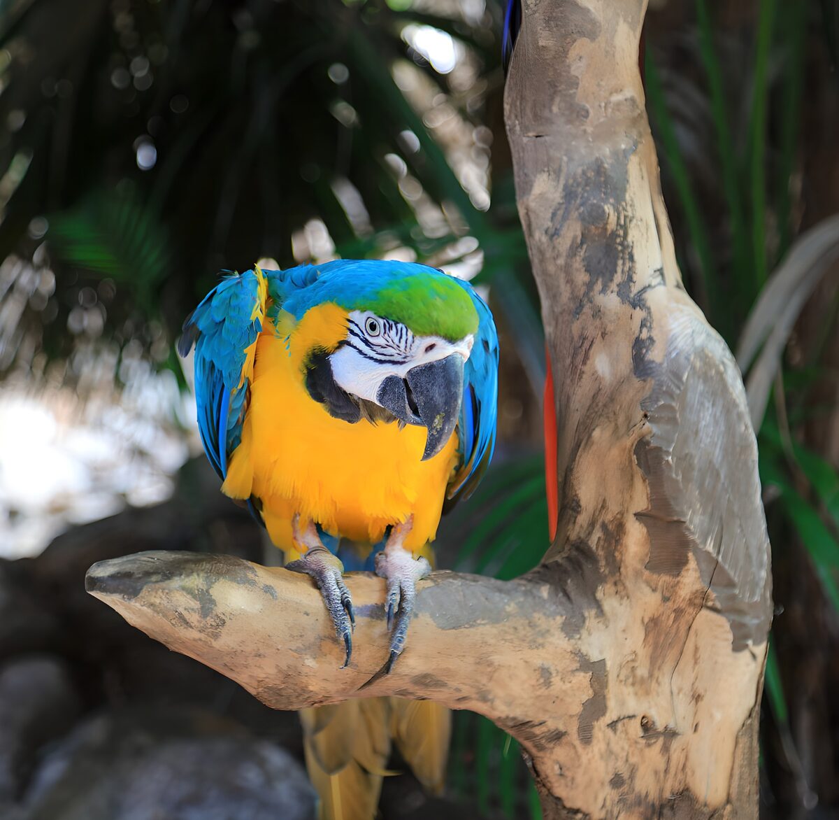 Blue-and-yellow macaw in dappled light