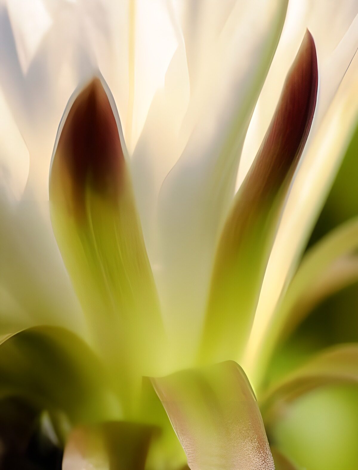 Creamy white petals in soft focus