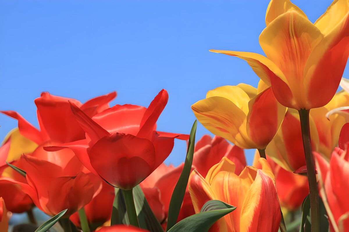 Sunlit red and yellow tulips