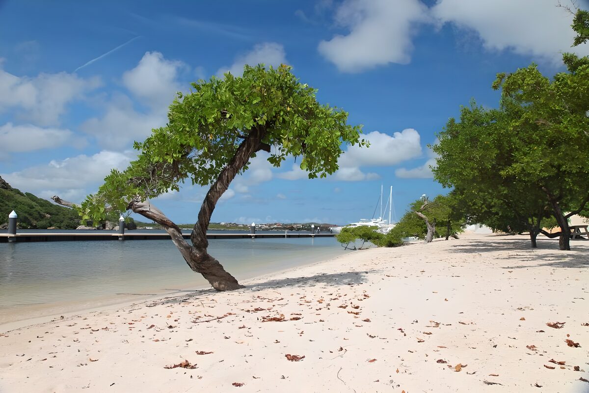 Beach tree and yachts in a quiet bay