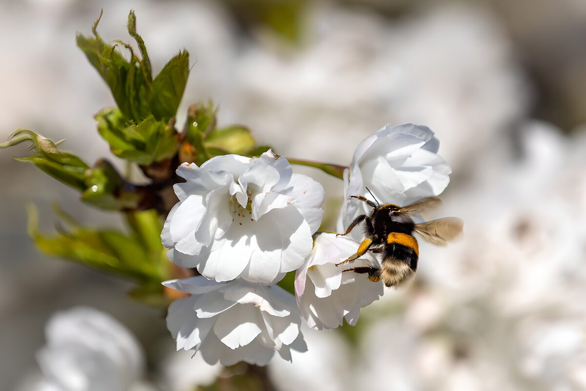 Bumblebee on sunlit white blossom