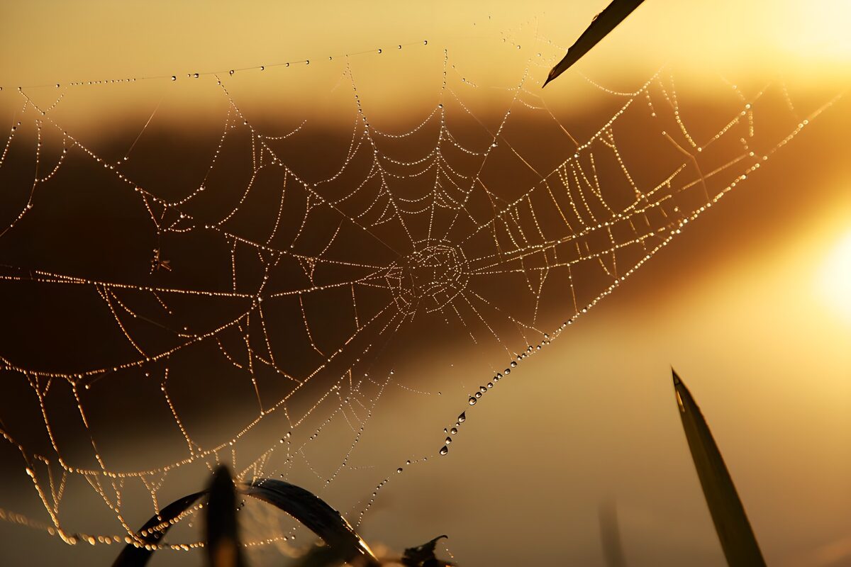 Dew-covered spider web in golden light