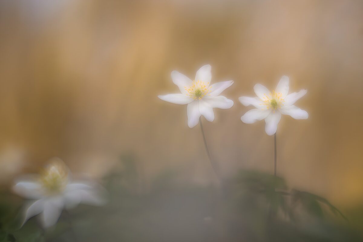 White wood anemones in a golden blur