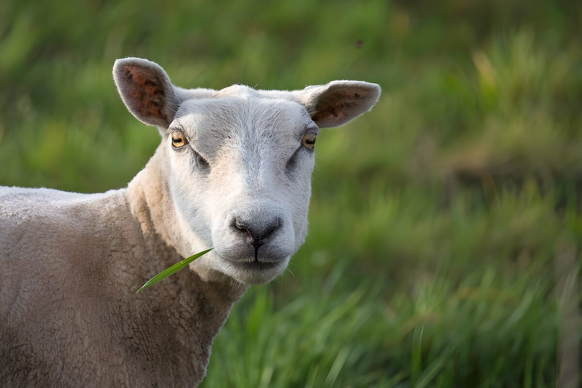 Curious sheep with a blade of grass