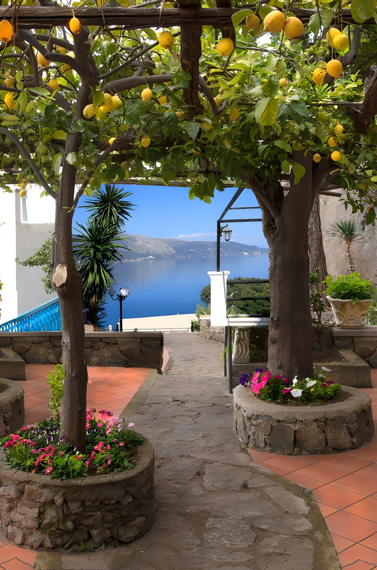 Lemon tree terrace overlooking the bay