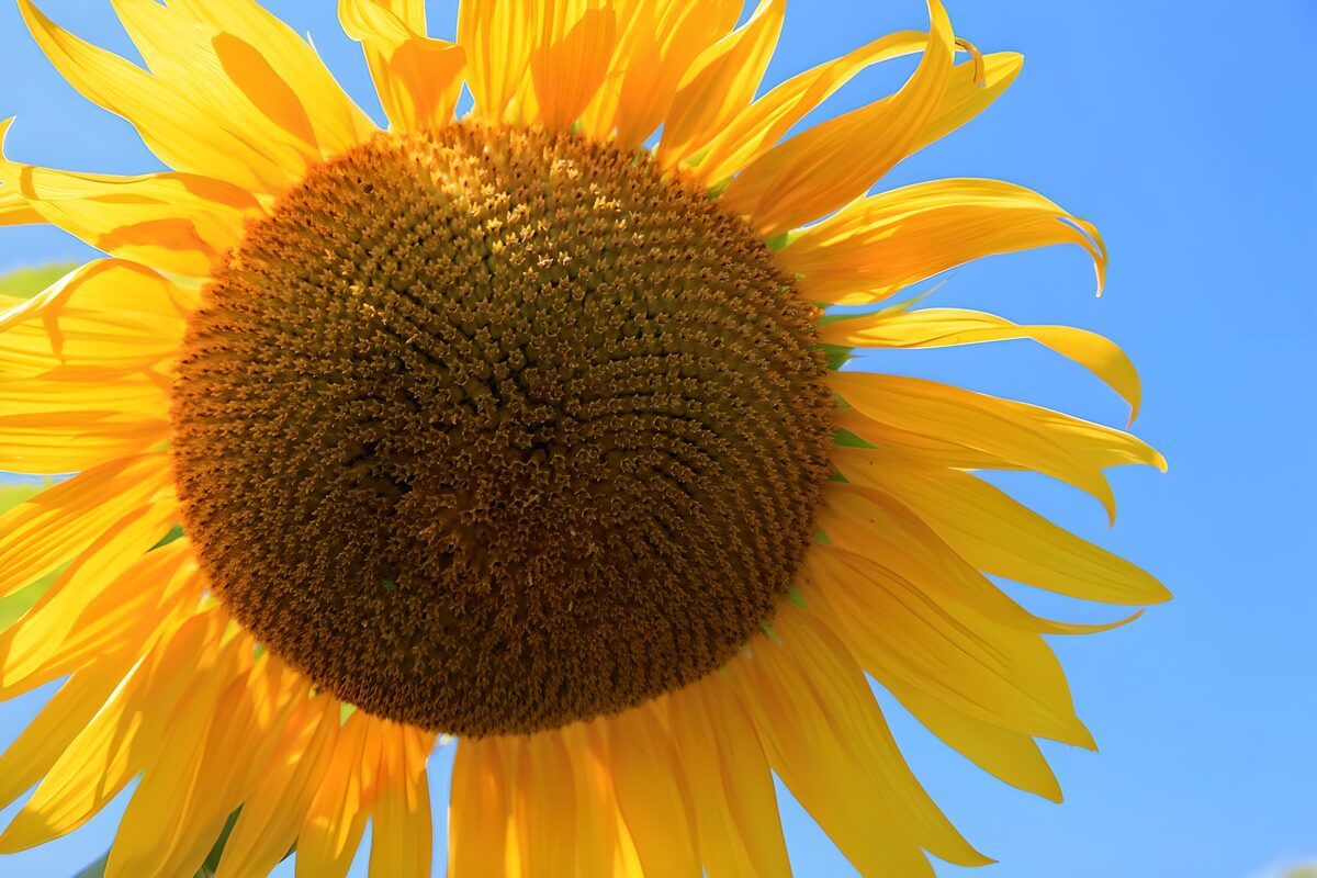 Sunlit sunflower against a clear blue sky