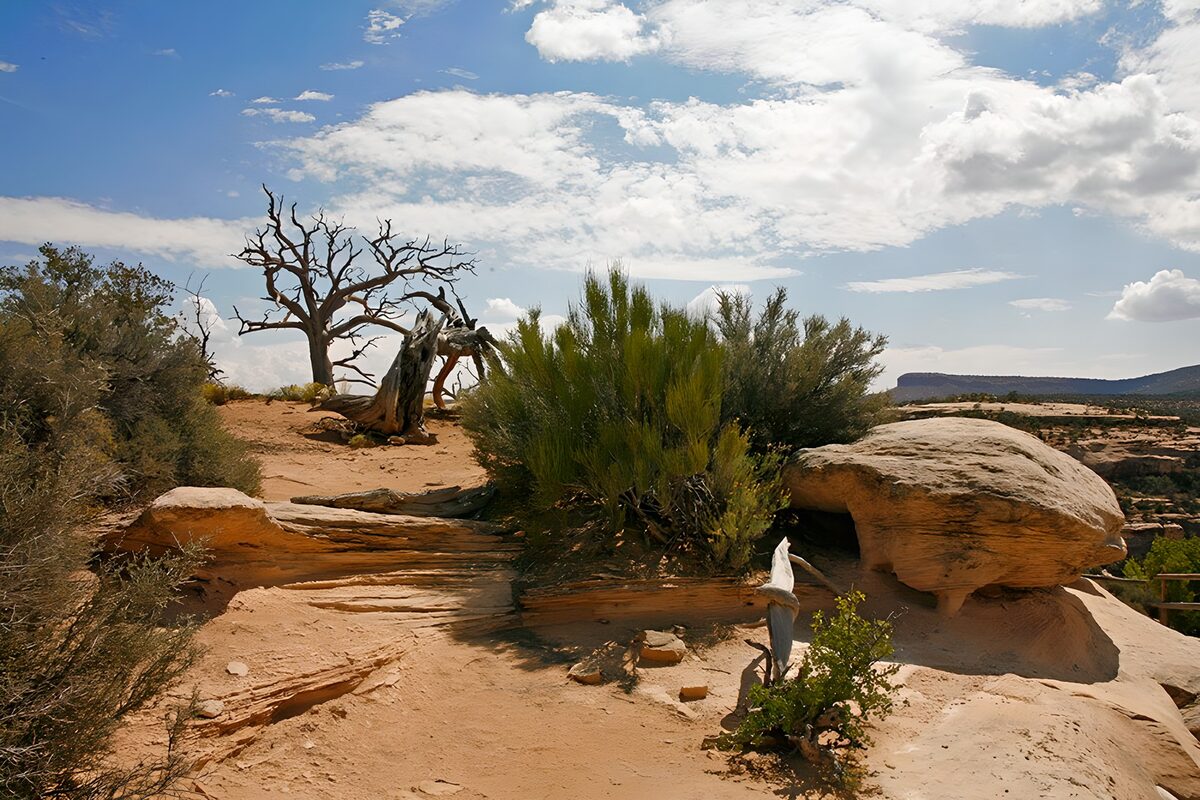 Sunlit sandstone and desert scrub