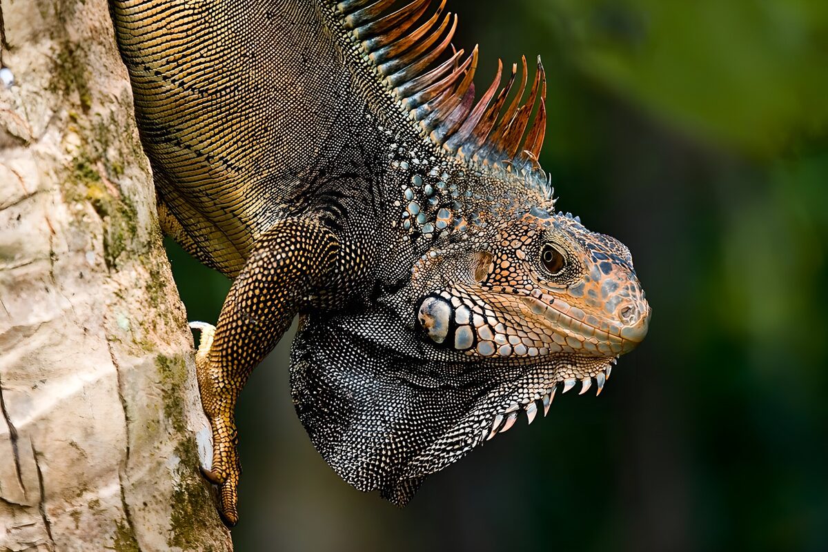 Iguana gripping a pale tree trunk