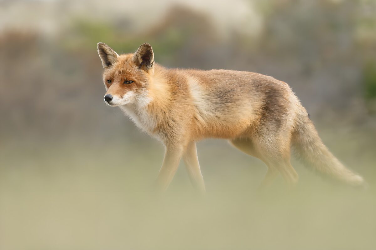 Red fox standing alert in soft light